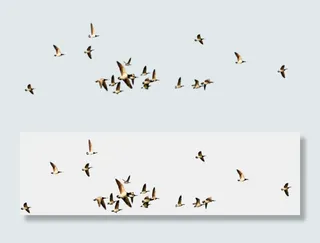 水彩手绘鸟大雁水墨麻雀PNG免扣素...