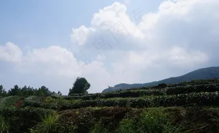 茶山图片