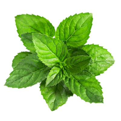 绿色薄荷叶子PNG免扣透明素材