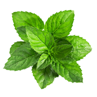 绿色薄荷叶子PNG免扣透明素材