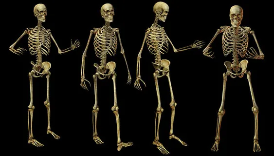 人体骷髅头素材PSD素材