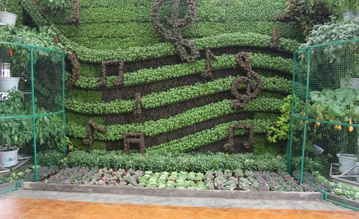 无土栽培绿色景观音乐图片