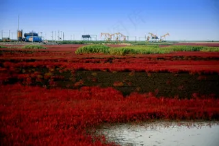 盘锦湿地 红海滩图片