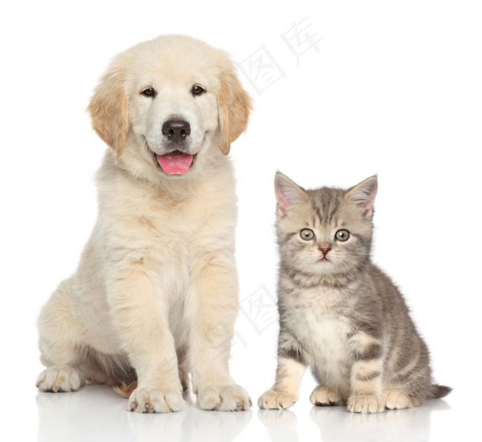 宠物猫与宠物狗