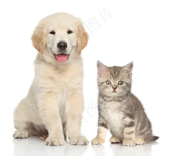 宠物猫与宠物狗