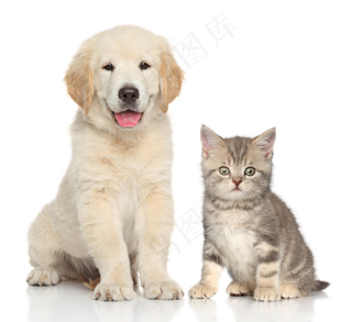 宠物猫与宠物狗