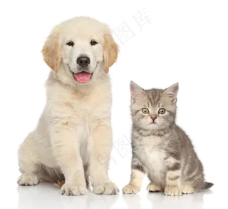 宠物猫与宠物狗