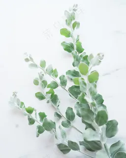 简约小清新文艺风插花静物摆拍背景