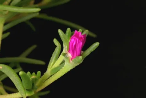 花朵转场视频素材模板下载 花朵转场视频素材模板下载
