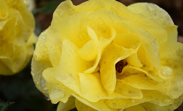 雨中月季花图片