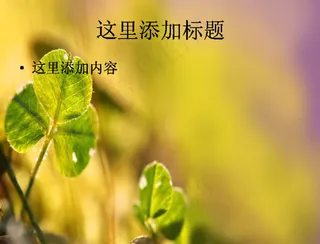 很有感觉的唯美植物图片大全(3)...