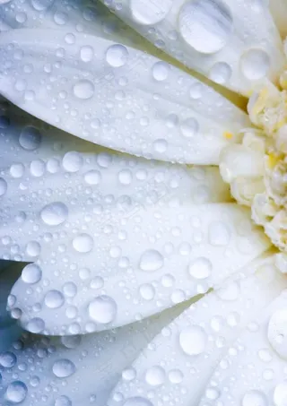 菊花瓣水滴水珠图片