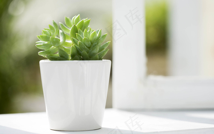 多肉植物图片