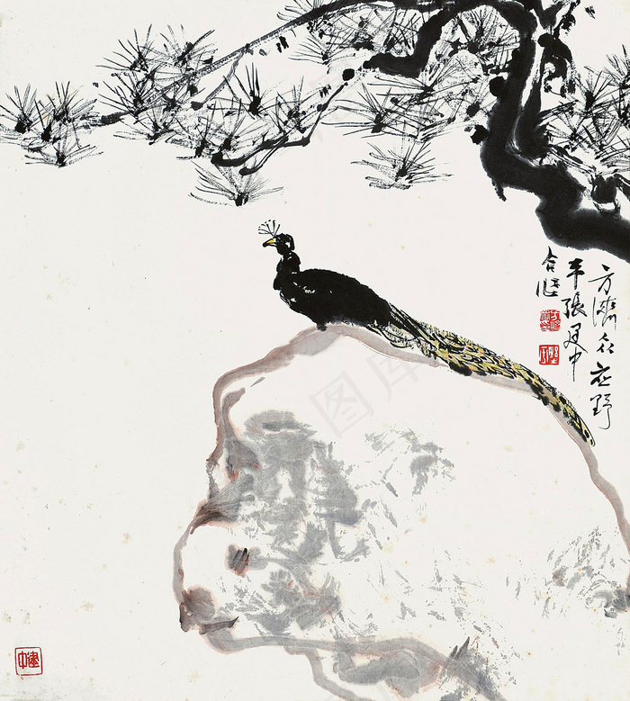 墨松孔雀图片