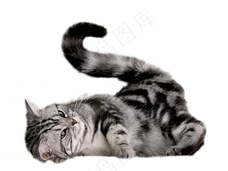 躺地上玩耍的猫图片免抠png透明图层素材