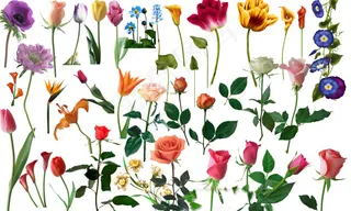 花朵花瓣鲜花花卉大全图片下载