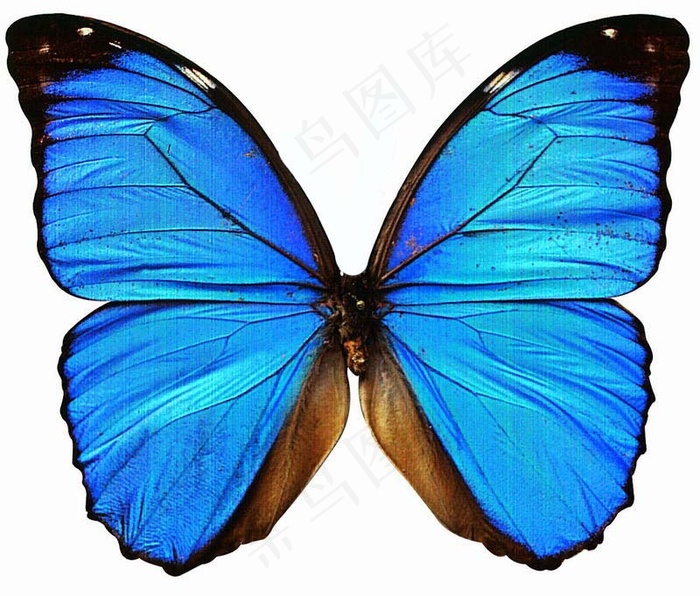 美工视觉设计蓝色蝴蝶翅膀