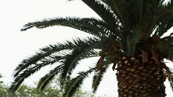 关闭的棕榈树的股票视频 关闭的棕榈树的股票视频