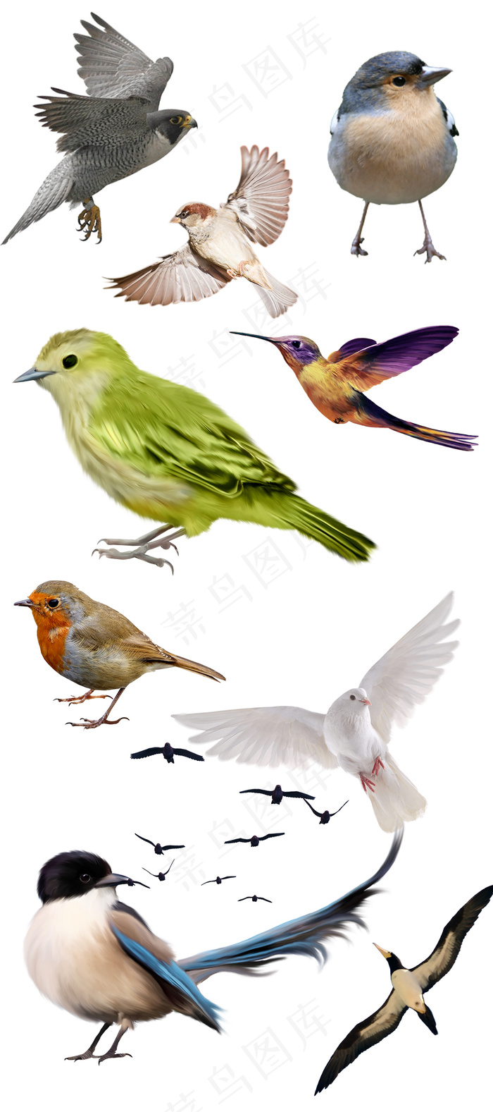 2017高清鸟类飞行素材psd元素...