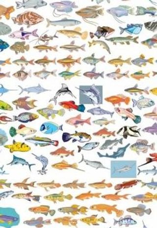 不同的鱼大向量集