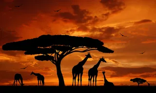 非洲草原上的长颈鹿图片