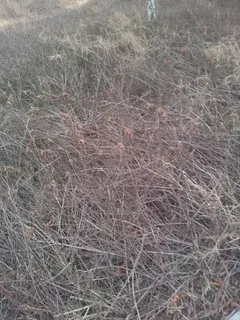 公园干枯草丛图片