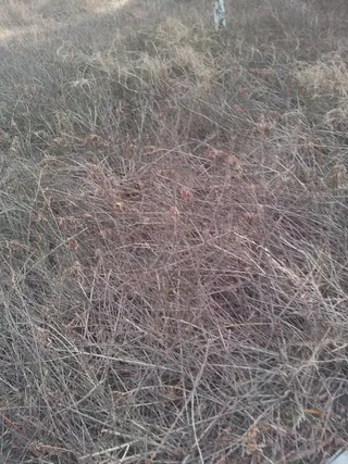 公园干枯草丛图片