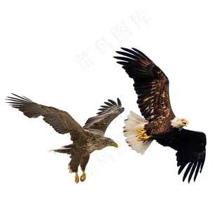 飞鹰 免抠素材PSD分层