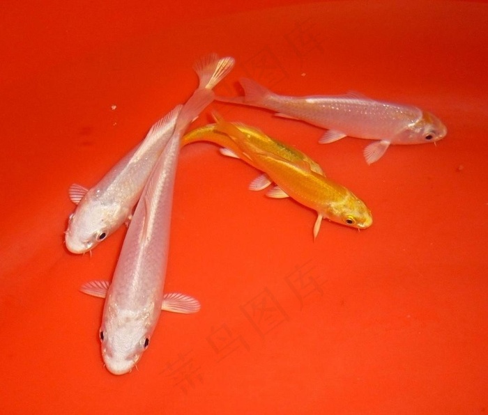 锦鲤之白金 黄金图片