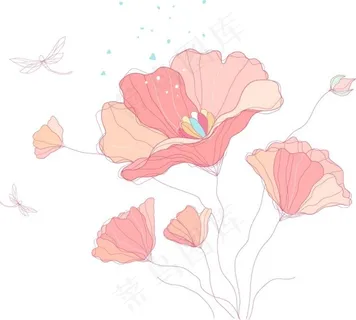 木兰花 木兰花