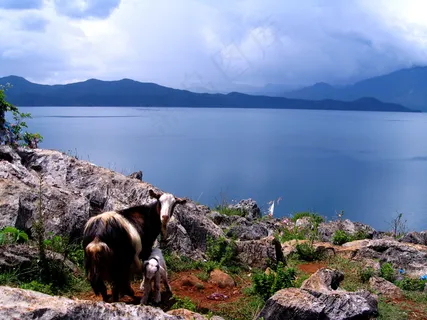 新西兰 海边山羊图片