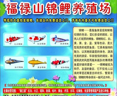 福禄山锦鲤养殖场图片