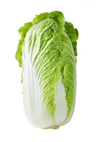大白菜高清素材