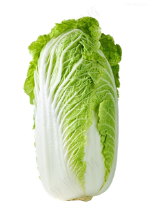 大白菜高清素材 大白菜高清素材