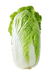 大白菜高清素材 大白菜高清素材