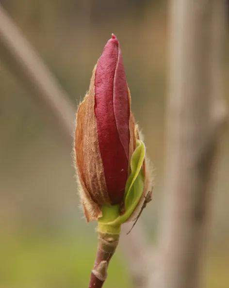 玉兰花
