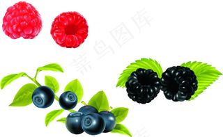 矢量蓝莓桑葚