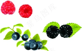 矢量蓝莓桑葚