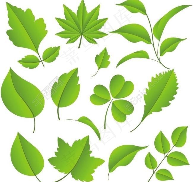 树叶图片