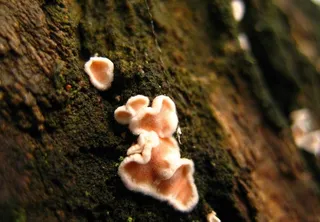 菌类 木耳 苔藓图片