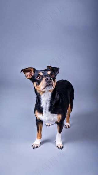 黑狗高清摄影图片