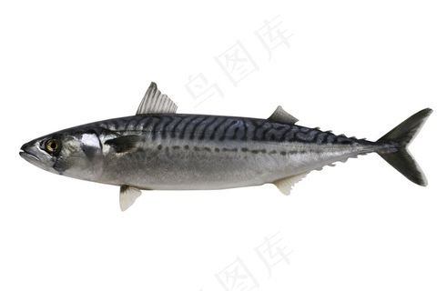 秋刀鱼摄影图片