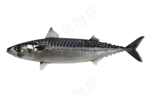 秋刀鱼摄影图片
