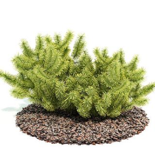 植物国外精品装饰素材免费下载植物3...