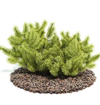 植物国外精品装饰素材免费下载植物3...