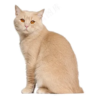 可爱猫咪图片 可爱猫咪图片
