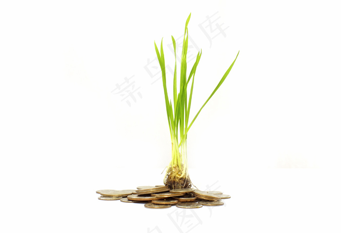 植物的金钱观