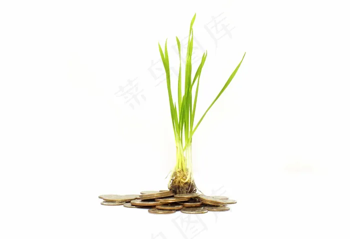 植物的金钱观