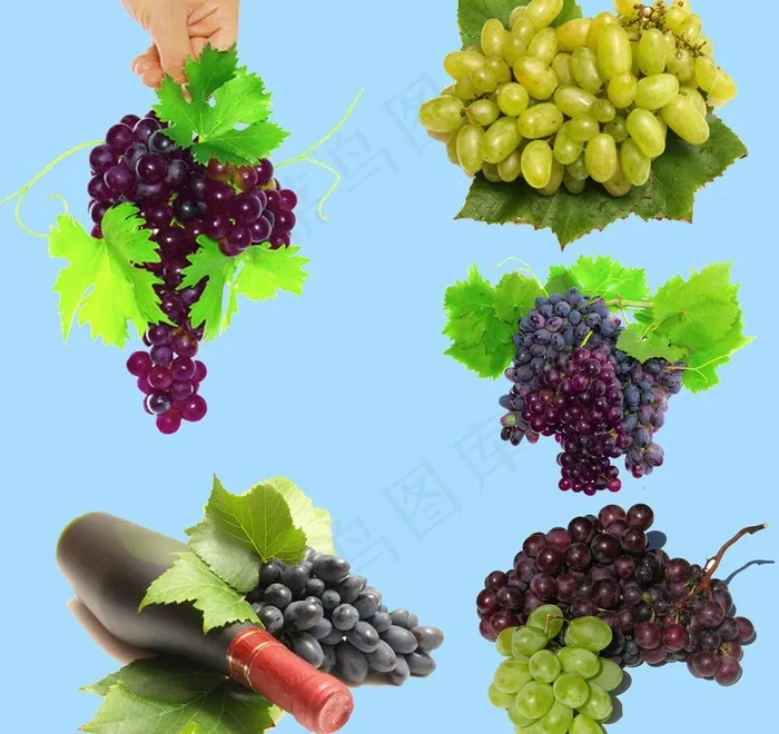葡萄图片(5906X5906(DPI:300))psd模版下载