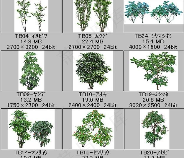 园林树木绿树图片